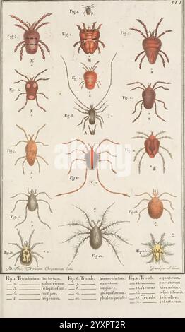 Mémoire, aptérologique, Arachnida, Eine detaillierte Abbildung, die eine Vielzahl von Arachniden, einschließlich verschiedener Arten von Spinnen und Milben, darstellt, die systematisch über das Layout angeordnet sind. Jede Figur ist mit einer entsprechenden Zahl und Klassifizierung gekennzeichnet, die verschiedene Merkmale wie Körperform, Farbe und Größe angibt. Die Darstellung enthält bemerkenswerte Merkmale wie segmentierte Körper, markante Markierungen und unterschiedliche Beinstrukturen. Die organisierte Zusammensetzung schlägt einen wissenschaftlichen oder pädagogischen Zweck vor, der darauf abzielt, die Vielfalt innerhalb der Arachnidenklasse zu studieren. Unter der Illustration Stockfoto