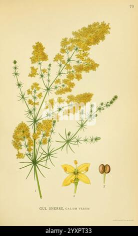 Billeder af nordens Flora København, G.E.C. Gad's forlag, 1917-1927, Plants, Finnland, Skandinavien, der New York Botanical Garden, malerische Werke, Galium verum, Eine botanische Illustration, die die zarten gelben Blüten von Galium verum, allgemein bekannt als Lady's Bedstroh, zeigt. Die Pflanze hat schlanke, längliche Stämme, die mit kleinen, sternähnlichen Blüten verziert sind. Neben der Hauptdarstellung gibt es detaillierte Zeichnungen einer einzelnen Blume, einer Fruchtschote und Samen, die einen umfassenden Überblick über die Fortpflanzungsstrukturen der Pflanze bieten. Die Gesamtkomposition betont das komplizierte Det Stockfoto