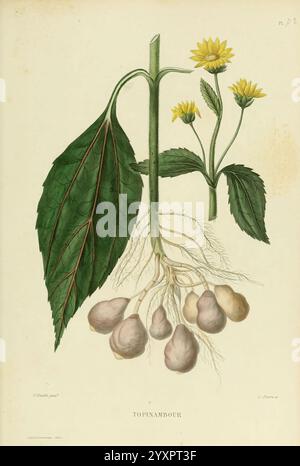 Nouvelle-Ikonographie-Fourragère. Atlas. Paris, P. Asselin, 1871. Gramineae, der New York Botanical Garden, Pictorial Works, Forage Plants., die Illustration zeigt die Topinambour Pflanze, auch bekannt als Jerusalem Artischocke. Sie zeigt eine detaillierte Darstellung der Struktur der Pflanze, einschließlich eines hohen Stängels mit leuchtend gelben Blüten. Die großen, grünen Blätter werden deutlich sichtbar angezeigt, wodurch ihre strukturierte Oberfläche hervorgehoben wird. Unterhalb des Blattes treten die Wurzeln aus dem Boden hervor und zeigen die für die Pflanze charakteristischen essbaren Knollen. Diese visuelle Darstellung bietet einen Einblick in beide Stockfoto