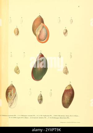 Novitates Conchologicae, Cassel, T. Fischer, 1854-79, Weichtiere, Bildwerke, Eine Sammlung detaillierter Illustrationen, die verschiedene Arten von Muschelschalen darstellen und ihre unterschiedlichen Formen und Texturen zeigen. Die Schalen sind methodisch angeordnet, wobei jede mit einer ihrer Art entsprechenden Zahl gekennzeichnet ist. In den Abbildungen werden die einzigartigen Eigenschaften der einzelnen Schalenelemente hervorgehoben, wie z. B. ihre Formen, Größen und Oberflächenmuster. Zu den bemerkenswerten Beispielen zählen verschiedene Muscheln und Gastropoden, die die reiche Vielfalt der Meereslebewesen demonstrieren. Diese visuelle Darstellung dient als Referenz für Identi Stockfoto