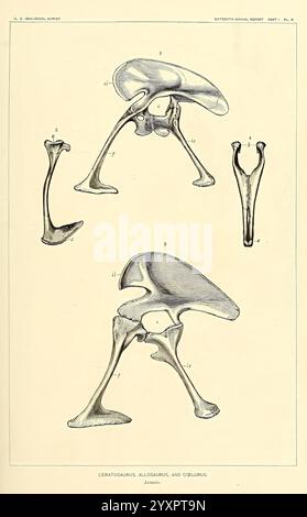 Die, Dinosaurier, von, Nordamerika, Washington, Regierung, Druck, Aus, 1896, Dinosaurier, eine anatomische Illustration zeigt die Skelettmerkmale von drei prähistorischen Reptilien: Ceratosaurus, Allosaurus und Ceolurus. Das detaillierte Rendering betont die einzigartigen Strukturen ihrer Gliedmaßen und Hüften und bietet Einblicke in ihre evolutionären Variationen. Jede Figur ist sorgfältig nummeriert, sodass die einzelnen Knochen leicht zu vergleichen und zu vergleichen sind und die Ähnlichkeiten und Unterschiede in ihrer Anatomie hervorgehoben werden. Die Abbildung dient als wertvolle Ressource zum Verständnis des SW Stockfoto