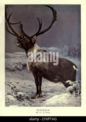 Die wilden Tiere der Welt, London, [1909?] Rentier, Zoologie, Tierverhalten Rangifer tarandus, Cuthbert Edmund Swan Artist 95834868, Ein majestätisches Rentier steht in einer schneebedeckten Landschaft, seine beeindruckenden Geweihe erstrecken sich weit. Das Tier blickt mit einem Gefühl von Anmut und Kraft in die Ferne und verkörpert das Wesen der Wildnis. Die umliegende Landschaft bietet eine weiche, schneebedeckte Decke, die auf die ruhige und ruhige Atmosphäre des natürlichen Lebensraums hinweist. Das detailreiche Rendering unterstreicht die Textur des Rentierfells und die komplizierten Muster des Geweihs und zeigt die Schönheit von wi Stockfoto