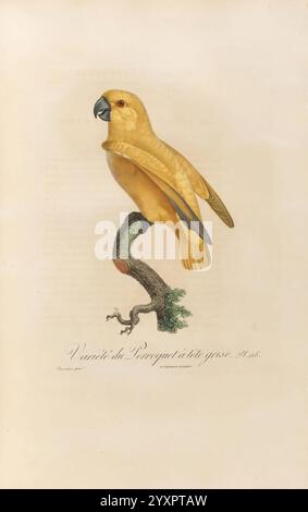 Histoire naturelle des perroquets, A Paris, chez Levrault, an IX (1801)-an XIII (1805), Poicephalus senegalus, Ein lebendiger gelber Papagei thront anmutig auf einem kleinen Zweig, mit komplizierten Details im Gefieder und einem markanten Schnabel. Die Haltung des Vogels vermittelt ein Gefühl der Wachheit, während seine helle Farbe sich sanft vom neutralen Hintergrund abhebt. Der Zweig, auf dem er aufliegt, ist mit ein paar Blättern verziert, was der Komposition eine natürliche Note verleiht. Diese Darstellung fängt das Wesen des Papageiens auf lebendige und künstlerische Weise ein und zeigt die Schönheit des Vogellebens. Stockfoto