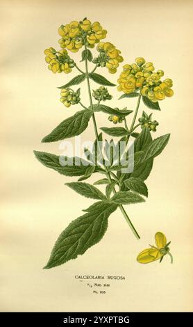 Lieblingsblumen des Gartens und Gewächshauses, London und New York, Frederick warne & Co, 1896-97, Frankreich, 19. Jahrhundert, Icônes, Blumenzucht, Chromolithographie, Pflanzen Ornamental, Calceolaria rugosa, Eine botanische Illustration, die Calceolaria rugosa zeigt, eine blühende Pflanze, die sich durch ihre leuchtend gelben Blüten an der Spitze ihres schlanken Stängels auszeichnet. Die detaillierte Darstellung hebt die strukturierten grünen Blätter unter den Blüten hervor und betont ihre Form und Anordnung. Neben der Hauptpflanze wird auch eine kleinere gelbe Blume dargestellt, die zur Gesamtdarstellung der beiträgt Stockfoto