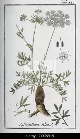 Icones Plantarum Medicinalium, Nürnberg, auf Kosten der Raspischen Buchhandlung, 1779-1790, Botanik, Medizin, Bildwerke, eine botanische Illustration von Laserpitiium siler, allgemein bekannt als siler. Das Bild zeigt die charakteristischen Merkmale der Pflanze, darunter die schirmartigen Blütentrauben mit zarten weißen Blüten, fein geteilten grünen Blättern und die charakteristische Wurzelstruktur. Die Kennzeichnung weist auf verschiedene Teile der Pflanze hin, wobei die Blätter, Blüten und Samen hervorgehoben werden, wodurch eine umfassende Ansicht für Untersuchungen und Identifizierungen gegeben wird. Die Gesamtkomposition betont die komplizierte Deta Stockfoto