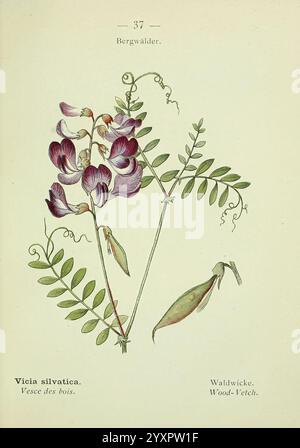 Alpen-Flora, Heidelberg, C. Winter, 1906, alps, Bergpflanzen, Bildwerke, die Illustration zeigt eine detaillierte Darstellung von Vicia silvatica, allgemein bekannt als Holzwicke. Diese Pflanze zeichnet sich durch ihre zarten, nachlaufenden Stängel und leuchtend violetten Blüten aus, die in Gruppen angeordnet sind. Das Laub enthält zusammengesetzte Blätter mit mehreren kleinen Faltblättern und Ranken, die beim Klettern helfen. Unter den Blüten sind einige Schoten zu sehen, die die Fortpflanzungseigenschaften der Pflanze zeigen. Die botanischen Details werden präzise gerendert, wodurch die einzigartige Form und Struktur der beiden Blüten hervorgehoben wird Stockfoto