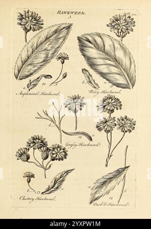 Das Gemüsesystem, London, 1759-1763, Botanik, Bildwerke, eine botanische Illustration, die verschiedene Arten von Karettalgen zeigt und detaillierte Zeichnungen der Pflanzen und ihrer Besonderheiten zeigt. Im Lieferumfang sind beschriftete Abbildungen der Blätter und Blumen enthalten, die die einzigartigen Formen und Texturen hervorheben. Das Bildmaterial besteht aus mehreren Varianten, wobei Beschriftungen ihre spezifischen Namen und Zahlen angeben, was eine einfache Identifizierung ermöglicht. Jede Pflanze wird mit komplizierten Linienarbeiten veranschaulicht, die die empfindlichen Strukturen der Blütenblätter und des Laubs betonen und so zur Gesamtpräsentation beitragen Stockfoto