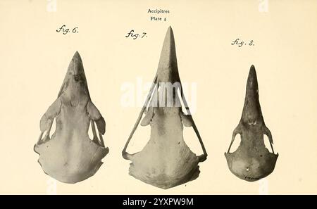 Osteologie der Vögel, 1909. Anatomie, Vögel, Knochen, Osteologie, Akcipitres, Goldenadler (Aquila chrysaetos), Lammergeyer (Gypaetus barbatus), Neophron percnopterus, die Abbildung zeigt drei unterschiedliche Schädel eines bestimmten Meeressäugetiers, die jeweils als Abb. 6, Abb. 7, und Abb. 8. Die Exemplare werden in verschiedenen Winkeln präsentiert, wobei ihre längliche Form und ihre einzigartigen strukturellen Merkmale zu erkennen sind. Der obere Schädel weist eine ausgeprägte schnabelartige Struktur auf, während die anderen Variationen in der Morphologie aufweisen, die auf Unterschiede in der Art oder dem Alter hinweisen können. Diese detaillierte Darstellung hebt den hervor Stockfoto