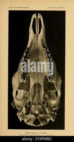 Die Land- und Meeressäuger Mittelamerikas und Westindiens. Chicago, Field Columbian Museum, 1904. Kolumbien, Nordamerika, Säugetiere, Westindien. Das Bild zeigt eine detaillierte anatomische Darstellung des Schädels eines Odontoceten, insbesondere des Odontocetus. Diese Probe ist mit klaren Etiketten versehen, die auf verschiedene strukturelle Merkmale hinweisen. Bemerkenswerte Elemente sind der robuste Unterkiefer, komplizierte Zahnanordnungen und eine ausgeprägte Schädelhöhle. Das Bild dient einem wissenschaftlichen Zweck und zeigt die Morphologie, die für das Verständnis der Adaptionen und evolutionären Merkmale der Art wesentlich ist. Ac Stockfoto