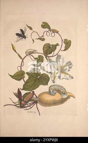 Metamorphosis Insectorum Surinamensium Amsterdam voor den auteur als ook von G. Valck 1705 Botanik Insekten Bildwerke Suriname Frauen in der Wissenschaft Entomologie Raupen Maria Sibylla Merian Insekten prälinneanische Werke Arthropoda Arthropoda Arthropod Maria Sibylla Merian Q62530 Q62530.jpg, die Komposition zeigt eine botanische Illustration mit einer komplizierten Rebe mit üppig grünen Blättern und zarten, die mit zarten, die mit zarten, weißen Blüten verziert ist. Unter dem Laub ist eine markante raupe zu sehen, die die Verbindung zwischen Flora und Fauna unterstreicht. Ein Käfer ruht in der Nähe, was das dynamische Zusammenspiel der Szene verstärkt. Stockfoto