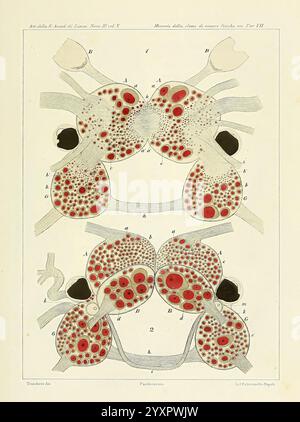 Æolididae, Familien, Hafen, Genua, Bologna, Tipi Gamberini, Parmeggiani, 1877-1881, Italien, Genua, Mollusks, Olividae, die Illustration zeigt eine detaillierte anatomische Darstellung der neuralen Strukturen innerhalb eines biologischen Organismus mit mehreren miteinander verbundenen Zellen. Jede Zelle ist mit unterschiedlichen Größen und Formen aufwändig dargestellt, wodurch ihre Besonderheiten hervorgehoben werden. Die Zellen werden mit Punkten hervorgehoben, die bestimmte Merkmale oder Komponenten anzeigen, während die umgebenden Strukturen zur Identifikation mit Buchstaben gekennzeichnet sind. Das Arrangement gibt Einblicke in die Organisation Stockfoto