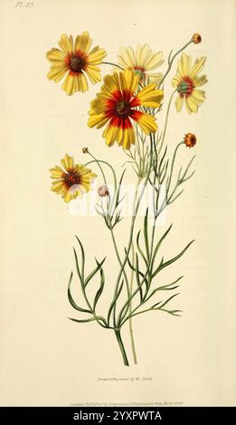 Flora Conspicua London Longman Rees Orme Brown and Green 1826 England Blumen malerische Werke Pflanzen Zierpflanzen der New York Botanische Garten William Clark Coreopsis tinctoria, Eine botanische Illustration, die eine Gruppe von lebendigen Wildblumen zeigt, hervorstehend mit gelben Blütenblättern mit auffälligen roten Mittelpunkten. Die Blüten erheben sich anmutig aus schmalen grünen Stämmen, die mit zarten, federleichten Blättern verziert sind. Das detailreiche Rendering erfasst die komplizierten Texturen der Blüten und des Laubs und unterstreicht die organische Eleganz dieser einheimischen Pflanzen. Diese Komposition spiegelt die Schönheit und Vielfalt wider Stockfoto