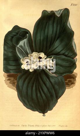 Curtis's Botanical Magazine, London, New York, Botanik, Zeitschriften, Bildwerke, Curtis, Sydenham Teast Edwards, Kaempferia galanga, Taxonomie: Family= Zingiberaceae, Südostasien zeigt diese Illustration eine eindrucksvolle botanische Darstellung einer üppigen, dunkelgrünen Pflanze mit großen, anmutig geschwungenen Blättern. In der Mitte erscheinen zarte weiße Blüten mit dezenten lila Markierungen, die die gesamte Eleganz der Komposition unterstreichen. Die komplizierten Details der Blätter und Blumen heben die natürliche Schönheit und Komplexität des botanischen Themas hervor und zeigen die Kunstfertigkeit der Pflanzenillustration. Stockfoto
