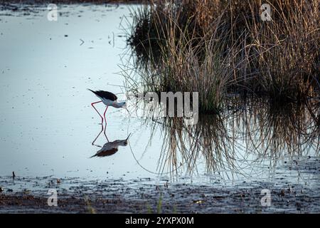 Inmitten des grünen Sumpfblatts zieht sich eine schwarzgeflügelte Stelze anmutig ein, deren Bild sich im ruhigen Wasser widerspiegelt und einen ruhigen Blick in die ha bietet Stockfoto