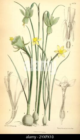 Curtis's Botanical Magazine London, New York Botanical Illustration Botanical Periodicals Pictorial Works Plants Ornamental Curtis Anne Henslow Barnard Women in Science Narcissus Rupicola Narcissus Bulbocodium Narcissus Pallidulus Spain Anne Henslow Barnard, Eine botanische Illustration, die verschiedene Stadien der Narzissen-Pflanze zeigt. Der Mittelteil weist hohe, schlanke grüne Stiele auf, die mit zarten, trompetenförmigen Blüten gekrönt sind, von denen einige in voller Blüte sind, während andere in Knospenform bleiben. Die Blüten zeigen leuchtend gelbe Blütenblätter, charakteristisch für die Art. Nach links und rechts, Detaile Stockfoto