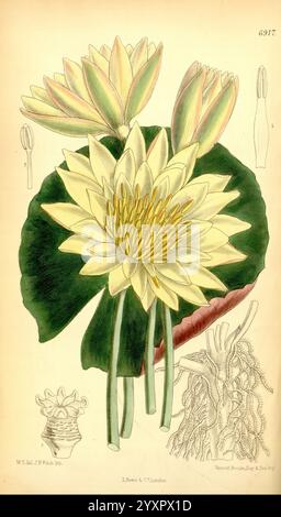 Curtis's Botanical Magazine, London, New York, botanische Illustration, Botanik, Zeitschriften, Bildwerke, Pflanzen-Zierwerke, Curtis, Eine wunderschön illustrierte Darstellung einer Seerose mit ihren üppigen, breiten grünen Blättern und auffälligen blassgelben Blüten. Die Blüten mit ihren zarten Blütenblättern und den auffälligen goldenen Staubblättern präsentieren sich in voller Blüte und strahlen Eleganz aus. Die Hauptabbildung wird durch detaillierte Skizzen des Unterwasserwurzelsystems der Pflanze und zusätzliche Blumenstrukturen ergänzt, die die komplexe Schönheit und Komplexität der Seerose betonen. Das Bildmaterial hebt den hervor Stockfoto