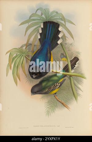 Eine Monographie der Trogonidae oder Familie der Trogonen. London, 1858-1875, Trogons, Museum für vergleichende Zoologie, Gould, dieses Kunstwerk zeigt zwei wunderschön dargestellte Trogonen, die zwischen üppigem Laub thronen. Der obere Vogel zeigt ein auffälliges, schillerndes blau-grünes Gefieder, während sein unteres Pendant eine lebhafte Mischung aus Grün und Gelb zeigt, die mit unterschiedlichen Mustern verziert ist. Die detaillierte Darstellung fängt die komplizierten Merkmale der Vögel und die umliegende tropische Umgebung ein und verstärkt das Gefühl natürlicher Harmonie. Dekorative Elemente im Hintergrund, einschließlich Palmenfronten, verleihen den s Tiefe Stockfoto