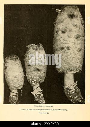 The Mushroom Book Garden City, N. Y,1920, Pilze, Pilze, essbare Pilze, der New York Botanical Garden, Cookery Pilze, das Bild zeigt drei Exemplare der Pilzart Coprinus comatus, allgemein bekannt als zottelige Tintenkappe oder Anwaltsperücke. Diese Pilze zeichnen sich durch ihre charakteristischen hohen, zylindrischen Kappen aus, die weiß sind und mit langen, zotteligen Schuppen bedeckt sind. Die Kappen scheinen sich nach oben zu verjüngen, und die Kiemen darunter scheinen dicht gepackt zu sein, was die komplizierte Struktur des Pilzes verdeutlicht. Das höchste Exemplar steht deutlich sichtbar, während die anderen beiden in der Höhe variierend sind Stockfoto