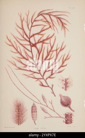 Nereis australis, Algen des südlichen Ozeans, London, Reeve Brothers, 1847-1849, Algen, Indischer Ozean, Antarktis, Pazifik, Algen, Museum Victoria, Meeresalgen, William Henry Harvey, Künstler , Marine Biodiversität, Dasya villosa, die Abbildung zeigt eine Vielzahl von Meeresalgen und Wasserorganismen und zeigt detaillierte botanische Studien. Im Zentrum der Komposition steht eine fein gerenderte Darstellung einer verzweigten Rotalge, identifiziert als Dasya villosa, die komplizierte, gefiederte Strukturen aufweist. Um sie herum gibt es verschiedene Arten von Wasserlebewesen, einschließlich kleinster Einzelorg Stockfoto