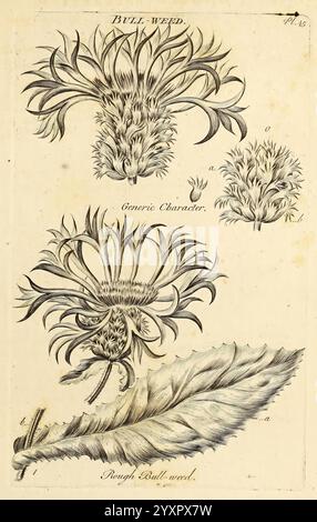 Das, Gemüse, System, London, gedruckt, at, die, Expension, von, die, Autor und, verkauft, von R, Baldwin, 1759-1763, Botanik, Bildmaterial, Werke, Eine botanische Illustration, die das Stierkraut zeigt, mit komplizierten Darstellungen der Blumen und Blätter der Pflanze. Der obere Abschnitt veranschaulicht die Struktur der Blüte mit detaillierten Highlights ihrer spitzen Blüten, während der untere Teil ein großes Blatt zeigt, das als Referenz gekennzeichnet ist. Die Komposition betont die besonderen Merkmale des Bull Weed und bietet sowohl visuelle Klarheit als auch lehrreiche Einblicke in seine Morphologie. Stockfoto