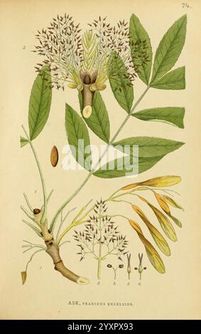 Billeder af Nordens Flora, København, G.E.C. Gad, 1901-1903 [d. h. 1907], Bildwerke, Pflanzen, Skandinavien, die Illustration zeigt die Asche, wissenschaftlich bekannt als Fraxinus excelsior. Im Mittelpunkt des Designs steht eine detaillierte Darstellung der Blätter des Baumes, die sich durch ihre langen, gezackten Kanten und ihre Verbundstruktur auszeichnen. Über den Blättern erscheinen zarte Häufchen kleiner, weißer Blüten, die ihre komplizierte Anordnung zeigen. Die Flora wird durch verschiedene Samenstrukturen begleitet, darunter geflügelte samaras, die entlang des Bodens dargestellt sind und die Fortpflanzung des Baumes hervorheben Stockfoto