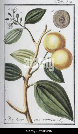 Icones plantarum medicinalium, Nürnberg, auf Kosten der Raspischen Buchhandlung, 1779-1790. Botanische, medizinische, bildhafte Werke, die Illustration zeigt einen Zweig der Strychnos nux vomica Pflanze, allgemein bekannt als Strychnin Baum. Aus dem Stiel treten zarte, ovale Blätter mit ausgeprägten Adern hervor, begleitet von kleinen, weißen Blüten an der Basis. Deutlich sichtbar sind zwei runde, gelbe Früchte, die aufgrund ihrer Bedeutung hervorgehoben werden. Die botanische Darstellung wird durch ein detailliertes Diagramm ergänzt, das den Querschnitt der Frucht veranschaulicht und ihre innere Struktur betont Stockfoto