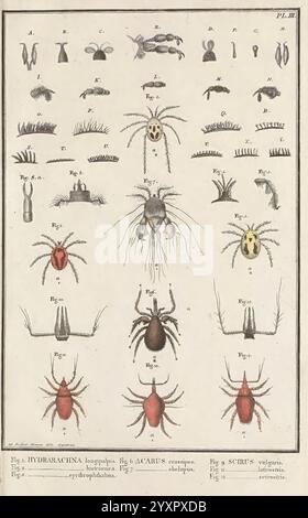 Mémoire aptérologique Arachnida, die Illustration zeigt eine Sammlung von Arachniden und verwandten Organismen, die verschiedene Arten und anatomische Details zeigen. Er ist in gekennzeichnete Figuren unterteilt, die charakteristische Merkmale wie Körperform, Beinstruktur und eindeutige Markierungen hervorheben. Das Arrangement umfasst mehrere Darstellungen von Spinnen und Milben, wobei der Schwerpunkt auf ihrer Morphologie liegt. Jede Zahl ist akribisch nummeriert, was eine klare Referenz für die Identifizierung und Untersuchung darstellt und die Vielfalt innerhalb dieser Gruppe von Arthropoden unterstreicht. Die Feinheiten ihrer Formen deuten auf Detai hin Stockfoto