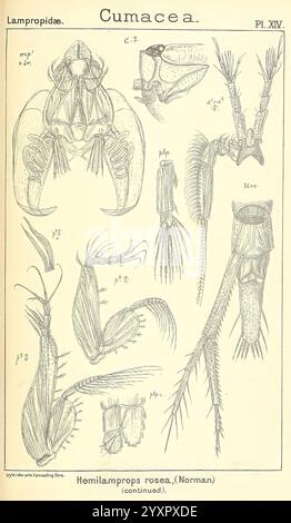 Ein Bericht über die Crustacea von Norwegen Christiania, A. Cammermeyer, 1895-1928. Krustentiere, Norwegen, Krebstiere, diese Abbildung zeigt detaillierte wissenschaftliche Darstellungen verschiedener Exemplare aus der Cumacea-Ordnung, insbesondere Hemilamprops rosea (Norman). Die Zeichnungen enthalten markierte anatomische Strukturen wie den Cephalothorax, Antennen und verschiedene Anhänge, die die komplizierte Morphologie dieser kleinen Meereskrebstiere veranschaulichen. Jeder Abschnitt ist sorgfältig mit Referenznummern versehen, die Einblicke in die funktionellen Anpassungen und Klassifizierungen dieser Organis geben Stockfoto