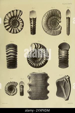 Monografie über die Lias Ammoniten der Britischen Inseln London, gedruckt für die Palæontographical Society, 1878–86. Ammonoidea, Großbritannien, Jurassic, Paläontologie, diese Sammlung zeigt verschiedene Illustrationen von Ammonitfossilien, die ihre unterschiedlichen gewickelten Formen und komplizierten Muster zeigen. Jede Figur ist nummeriert und zeigt eine andere Perspektive auf die einzigartigen Strukturen der Fossilien, die ihre evolutionäre Bedeutung und Vielfalt hervorheben. Die detaillierten Linien und Schattierungen unterstreichen die Textur und Komplexität der Muscheln und bieten einen Einblick in die alte Meereslebewesen, von der sie stammen Stockfoto