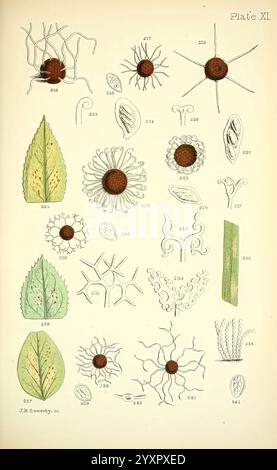 Rost, Schimmel, Schimmel, London, W.H. Allen, 1898, Großbritannien, The New York Botanical Garden, phytopathogene Pilze, die Illustration zeigt eine Vielzahl mikroskopischer Organismen und botanischer Elemente, die alle sorgfältig mit entsprechenden Zahlen gekennzeichnet sind. Im Mittelpunkt der Zusammensetzung stehen zahlreiche Zellstrukturen, die komplizierte Muster und verschiedene Formen aufweisen, die die Komplexität mikroskopischer Lebensformen hervorheben. Um diese Organismen herum sind Darstellungen von Blattformen mit feinen Details in ihren Adern und Umrissen zu sehen. Das Arrangement bietet einen Einblick in die reiche Vielfalt beider Stockfoto