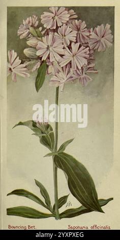 Feldbuch der amerikanischen Wildblumen New York 1912 Flowers saponaria officinalis, Ein hoher Stiel trägt eine üppige Gruppe zarter rosafarbener Blüten, die jeweils weiche Blütenblätter mit dezenten weißen Streifen aufweisen. Die Blätter, breit und grün, bilden den Stiel und bilden eine lebendige Kulisse für die Blüten. Diese botanische Illustration zeigt die Hüpfwette, wissenschaftlich bekannt als Saponaria officinalis, und hebt ihre natürliche Schönheit und komplizierte Details hervor. Unterhalb der Pflanze ist der Name elegant eingeschrieben, was seinen Platz in der Welt der Flora unterstreicht. Stockfoto