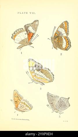 A Manual of North American Butterflies Boston de Wolfe Fiske & Co. 1891 Butterflies North America, Eine Sammlung von fünf verschiedenen Schmetterlingen, die jeweils mit einer Zahl gekennzeichnet sind, die ihrer Position entspricht. Der erste Schmetterling zeigt eine auffällige Kombination aus orangefarbenen und schwarzen Flügelmustern mit weißen Akzenten, während der zweite leuchtende Orange- und Blautöne zeigt. Der dritte Schmetterling ist elegant und zeigt eine zarte Mischung aus hellem Gelb und weichem Braun. Der vierte Schmetterling präsentiert komplexe Designs mit überwiegend orangener Farbpalette. Schließlich zeigt der fünfte Schmetterling ein einzigartiges s Stockfoto