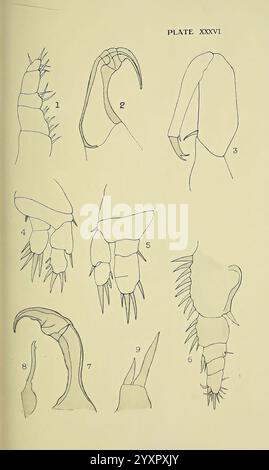 The, British, Parasitic, Copepoda, London, 1913, Großbritannien, Parasiten, Fische, Krustentiere, Copepoda, diese Abbildung zeigt eine Reihe von detaillierten Linienzeichnungen, die die anatomischen Strukturen verschiedener Krustentieranhänge zeigen. Jeder beschriftete Abschnitt hebt spezifische Merkmale hervor, wie Wirbelsäulen und Gelenke, um einen Einblick in die Morphologie dieser Wasserorganismen zu erhalten. Das Arrangement umfasst mehrere Perspektiven von Gliedmaßen, die ihre Anpassungen für Bewegung und Manipulation in ihren Umgebungen betonen. Die Zeichnungen dienen als wissenschaftliche Referenz und erleichtern die Untersuchung von cr Stockfoto