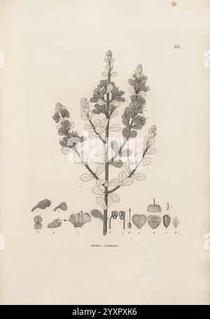 Voyage autour du Monde Paris, Chez Pillet AiÌ‚neÌ, 1824?-1844, eine komplexe botanische Illustration, die eine blühende Pflanze mit langen Blättern und zarten Blüten darstellt. Die Komposition zeigt die gesamte Pflanze und betont ihre Verzweigungsstruktur und ihr detailliertes Laub. Unter der vertikalen Hauptfigur sind verschiedene botanische Teile dargestellt, darunter Samen, Früchte und florale Bestandteile, die jeweils präzise beschriftet sind. Die Klarheit der Details unterstreicht die Vielfalt und Einzigartigkeit der Anatomie der Pflanze, was sie zu einer informativen Darstellung für botanische Studien macht. Stockfoto