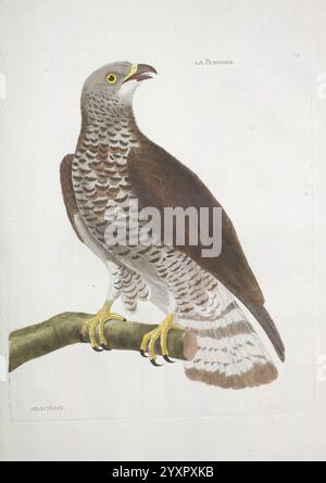 Ornithologie, Paris, der Künstler, 1773-1792, Vögel, Bildwerke, Ein majestätischer Raubvogel auf einem schlanken Zweig, der eine auffällige Kombination aus dunkelbraunem und weißem Gefieder zeigt. Die scharfen Augen des Vogels vermitteln Intelligenz und Wachheit, während seine kräftigen Krallen den Ast fest fassen. Die komplizierten Details der Federmuster werden hervorgehoben, was die Schönheit und Anmut dieses Raptors unterstreicht. Diese Illustration fängt sowohl die Kraft als auch die Eleganz der Art ein und macht sie zu einer überzeugenden Darstellung des Vogellebens in ihrem natürlichen Lebensraum. Stockfoto