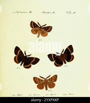 Hübner's, papilio. S.l, s.n, 1796-1841, Lepidoptera, das Kunstwerk zeigt eine Sammlung von komplizierten Schmetterlingsillustrationen, die jeweils mit sorgfältiger Detailtreue und Präzision dargestellt werden. Vier verschiedene Arten sind dargestellt, die ihre einzigartigen Flügelmuster und -Farben zeigen. Jeder Schmetterling ist nummeriert, was auf ein Katalogisierungssystem hindeutet, und wird von Etiketten begleitet, die ihre wissenschaftliche Klassifikation angeben. Unter den Schmetterlingen finden Sie in einer übersichtlichen Tabelle zusätzliche Informationen wie Sammlungsdaten und -Orte, die die ausführliche Dokumentation widerspiegeln, die häufig in entomologischen Studien zu finden ist. Das Ende Stockfoto