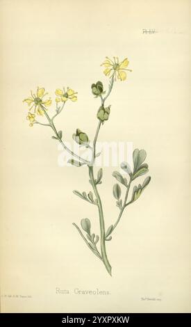 The Flora homoeopathica, London, Leath & Ross, 1852-1853, Botanik, Homöopathie, Bildwerke, Ruta graveolens, botanische Medizin, Materia medica Gemüse, materia medica und Therapeutics zeigt die Abbildung eine botanische Darstellung von Ruta graveolens, allgemein bekannt als Rue. Die Pflanze zeigt zarte gelbe Blüten mit vier symmetrisch angeordneten Blütenblättern. Sein Laub besteht aus zusammengesetzten Blättern, die ein leuchtendes Grün aufweisen und sich durch ihre charakteristische gelappte Form auszeichnen. Der Stiel ist schlank und aufrecht, der von der Basis ausgeht und sowohl die Blüten als auch die Blätter trägt. Diese Abbildung Stockfoto