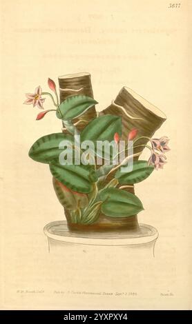 Curtis's, botanisches Magazin, London, New York, Botanik, Zeitschriften, Bildwerke., eine elegante botanische Illustration mit einer lebendigen Orchideenart, die sich durch ihre schlanken, bogenförmigen Blätter und zarten Blüten auszeichnet. Die Pflanze ist in einem dekorativen Topf angeordnet, wobei die Blüten eine Mischung aus weichem Rosa und weiß zeigen, während das üppige grüne Laub reiche Details und Textur zeigt. Der Hintergrund betont das auffällige Erscheinungsbild der Orchidee und verstärkt ihre anmutige Darstellung. Die Komposition fängt die komplizierte Schönheit der Pflanze ein und unterstreicht die Harmonie zwischen den Blättern und Stockfoto