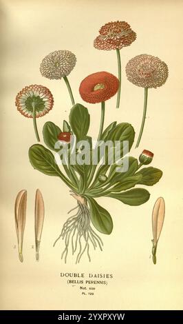 Lieblings-, Blumen-, Garten- und Greenhouse, London und New York, Frederick, Warne, &, Co, 1896-97, Frankreich, 19. Jahrhundert, Ikonen, Blumenzucht, Chromolithographie, bellis, Perennis, Pflanzen, Zierpflanzen, Eine botanische Illustration, die doppelte Gänseblümchen zeigt, auch bekannt als Bellis perennis. Die Komposition zeigt verschiedene blühende Blumen in verschiedenen Stufen, die ihre einzigartigen kreisförmigen Formen und farbenfrohen Arrangements zeigen. Die zentrale Pflanze wird durch detaillierte Darstellungen der Blätter und Blumenteile ergänzt, die die komplizierte Struktur der Morphologie der Gänseblümchen hervorheben. Diese Illustration Stockfoto