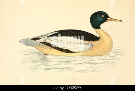 Eine Geschichte britischer Vogel1863-1866? Great Britain Birds Mergus Merganser, Eine detaillierte Abbildung einer Ente, die ihre Besonderheiten zeigt. Der Vogel ist in einem Seitenprofil dargestellt, mit einem markanten smaragdgrünen Kopf und einem kontrastierenden, hellen Hals, der in einen weichen, cremigen Körper übergeht. Die Flügel zeigen eine Mischung aus schwarzem und weißem Gefieder, die komplizierte Federmuster hervorhebt. Die Ente schwebt anmutig auf einem ruhigen Gewässer und betont ihre stromlinienförmige Form und elegante Haltung. Unter der Abbildung wird der Text „GOOSANDE“ angezeigt, der die Art angibt. Insgesamt erfasst das Bildmaterial t Stockfoto