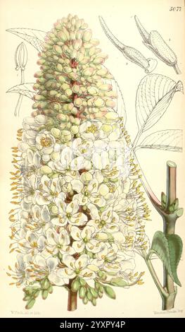 Curtis's Botanical Magazine, London, New York, botanische Illustration, Botanik, Zeitschriften, Bildwerke, Pflanzen ornamental, Curtis, die Illustration zeigt eine detaillierte Darstellung einer blühenden Pflanze, die sich durch ihren üppigen, lang gestreckten Blütenstand auszeichnet. Die vorwiegend weißen Blüten mit hellgelben Anklängen sind dicht angeordnet und bilden einen auffälligen Kontrast zu den grünen Blättern. Daneben sind einzelne Blätter in verschiedenen Stufen dargestellt, die ihre gestreckten Formen und markanten Adern zeigen. Oben in der Abbildung sind zusätzliche Elemente wie Samenkapseln enthalten Stockfoto