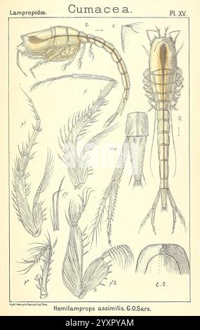 Ein Bericht über die Krustentiere von Norwegen, Christiania, A. Cammermeyer, 1895-1928, Krustentiere, Norwegen, Krebstiere, diese Abbildung zeigt verschiedene anatomische Merkmale der Cumacea, einer Gruppe kleiner Krebstiere. Es enthält detaillierte Darstellungen bestimmter Arten, wobei Aspekte wie Körperstruktur, Gliedmaßen und Anhängsel hervorgehoben werden. Jedes beschriftete Segment bietet Einblicke in die Morphologie dieser Kreaturen und hebt Eigenschaften wie Antennen, Panzerformen und die einzigartigen Merkmale der Hemilamprops Assimilis hervor. Die komplizierte Linienarbeit vermittelt die Komplexität und Vielfalt effektiv Stockfoto