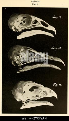 Osteologie der Vögel, 1909, Anatomie, Vögel, Knochen, Vogel, Osteologie, Cathartes aura septentrionalis, Neophron percnopterus, Buteo borealis calurus, diese Illustration zeigt drei unterschiedliche Schädel aus verschiedenen Arten von Accipitridae, einer Familie, die Raubvögel wie Adler, Falken und Drachen umfasst. Jeder Schädel wird im Profil angezeigt, wobei die Unterschiede in Größe, Form und Schnabelstruktur hervorgehoben werden. Der obere Schädel (Abb. 9) erscheint robuster und eignet sich für einen kräftigen Biss, während der mittlere Schädel (Abb. 10) ein etwas schlankeres Profil aufweist, was auf eine andere Futteranpassung hinweist. Das b Stockfoto