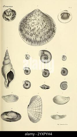 Bibliothèque conchyliologique, Paris, A. Franck, 1845-1846, Muscheln, Mollusks, Eine detaillierte Illustration zeigt eine Vielzahl von Muscheln, die alle sorgfältig gerendert sind, um ihre einzigartigen Formen und Texturen hervorzuheben. Die Anordnung umfasst verschiedene Arten, wobei einige spiralförmige Formen aufweisen, während andere flache oder längliche Merkmale aufweisen. Jede Schale ist nummeriert und beschriftet, um die Vielfalt der Meereslebewesen zu veranschaulichen. Die komplizierten Muster und Größenvarianten geben Einblicke in die faszinierende Welt der Weichtiere. Die Gesamtkomposition betont die Eleganz Stockfoto