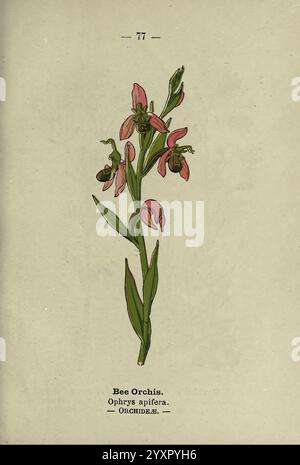 Wegesrand und Waldblüten, London, F. warne, 1895 Großbritannien, Wildblumen, Identifizierung, Botanik, Ophrys apifera, eine detaillierte Darstellung der BienenOrchis, wissenschaftlich bekannt als Ophrys apifera. Die Pflanze hat schlanke grüne Stiele, die mehrere zarte Blüten unterstützen, die sich durch ihre rosa und braunen Farbtöne auszeichnen. Die Orchideenblüten weisen einzigartige Formen auf, die das Aussehen von Bienen nachahmen und Bestäuber anziehen. Jede Blüte zeigt eine Kombination von Blütenblättern, mit einer markanten zentralen Lippe, die diese Art auszeichnet. Diese Darstellung unterstreicht die komplizierten Details des peta Stockfoto