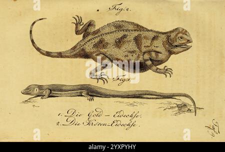 Herr de la Cepede's Naturgeschichte der Amphibien oder der enerlegenden vierfussigen Thiere und der Schlangen Weimar Verlage des Industrie Comptoir's 1800-1802 Amphibien Reptilien zeigt zwei unterschiedliche Echsenarten, die jeweils mit detaillierten anatomischen Merkmalen präsentiert werden. Die Kreatur an der Spitze scheint ein Chamäleon zu sein, das sich durch seinen robusten Körper, seine markanten Gliedmaßen und seine erhöhte Haltung auszeichnet, was auf eine agile Natur hindeutet. Die strukturierte Haut wird durch verschiedene Markierungen hervorgehoben, die ihre einzigartigen Anpassungen unterstreichen. Darunter befindet sich eine länger gezogene, schlanke Eidechse, die möglicherweise repräsentiert Stockfoto