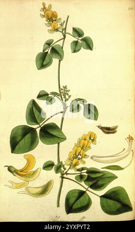 Exotische Flora, Edinburgh, gedruckt für W. Blackwood, 1823-27, Großbritannien, Pflanzen, Bildwerke, Pflanzen kultiviert., Eine botanische Illustration, die eine zarte Pflanze mit langen grünen Blättern und gelben Blüten zeigt, die entlang eines schlanken Stängels angeordnet sind. Begleitend zur Hauptdarstellung sind mehrere detaillierte Studien der Blütenknospen und Früchte, die die Fortpflanzungsstrukturen der Pflanze zeigen. Die Komposition betont die komplizierten Details der Anatomie der Pflanze, einschließlich der Krümmung der Blütenblätter und der Form der Blätter, die elegant ihre natürliche Schönheit repräsentieren. Stockfoto