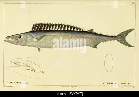 Histoire naturelle des Poissons, Paris, Chez F. G. Levrault, 1828-1849, Ichthyology, Fische, diese Illustration zeigt eine detaillierte Darstellung eines Fisches mit seinem langgestreckten Körper, der markanten Rückenflosse und den charakteristischen Merkmalen. Die Hauptdarstellung hebt die stromlinienförmige Form des Fischs und das Gefälle seiner Schuppen hervor, während eine Einlage einen genaueren Blick auf den Mund bietet und die scharfen Zähne und die Struktur betont. Die Abbildung ist mit dem wissenschaftlichen Namen und den Klassifizierungsdetails versehen, was zu einem pädagogischen Kontext beiträgt, der auf die Bedeutung der Art in der Ichthyologie hinweist. Stockfoto