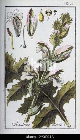 Icones plantarum medicinalium, Nürnberg, auf Kosten der Raspischen Buchhandlung, 1779-1790, Botanik, Medizin, Bildwerke, eine botanische Illustration, die die Acanthus mollis, allgemein bekannt als Bärenhose, zeigt. Die Pflanze ist mit markanten, zerklüfteten Blättern und eleganten Blütenspitzen dargestellt. Neben der Hauptpflanze zeigen detaillierte Skizzen verschiedene Teile der Blüte, darunter die Blütenstruktur, Fortpflanzungsmerkmale wie Staubblätter und Blütenstempel sowie beschriftete Komponenten zur weiteren Identifizierung. Das komplizierte Design unterstreicht die Schönheit des Laubs und der Blumen Stockfoto