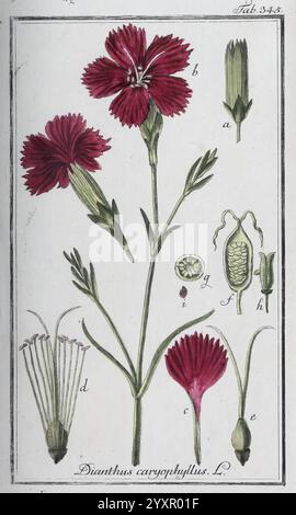 Icones Plantarum Medicinalium, Nürnberg, auf Kosten der Raspischen Buchhandlung, 1779-1790, Botanik, Medizin, Bildwerke, Dianthus caryophyllus, diese Abbildung zeigt die blühende Pflanze Dianthus caryophyllus, allgemein bekannt als Nelke rosa oder Nelke. Die detaillierte Darstellung zeigt leuchtende Blumen, die sich durch ihre gesäumten Blütenblätter und markanten Sepalen auszeichnen. Die Komposition zeigt die gesamte Pflanze und hebt verschiedene Teile hervor: Die Blüte, Stämme und Samenkapseln. Mehrere beschriftete Abschnitte zeigen unterschiedliche Merkmale, einschließlich der Blütenstruktur (mit Buchstaben gekennzeichnet), die ins zur Verfügung stellt Stockfoto